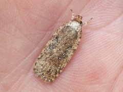 Agonopterix ciliella/heracliana