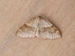 Barred Umber (Plagodis pulveraria)