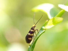 Yellow-barred Gold (Micropterix aureatella)