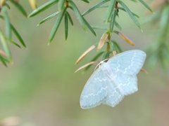 Blåbærbladmåler (Jodis putata)