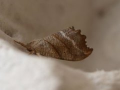Scalloped Hook-tip (Falcaria lacertinaria)
