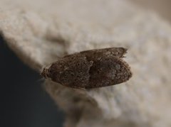 Dark-barred Tortrix (Syndemis musculana)