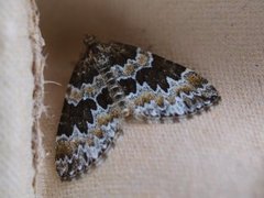 Broken-barred Carpet (Electrophaes corylata)