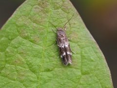 Mompha sturnipennella