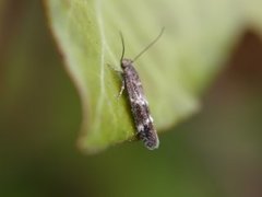 Kentish Cosmet (Mompha sturnipennella)