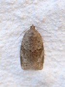 Dark-barred Tortrix (Syndemis musculana)