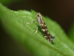 Lilac Leafminer (Gracillaria syringella)