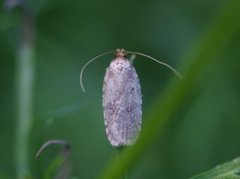 Agonopterix ciliella/heracliana