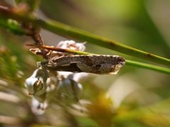 Blåbærsigdvikler (Ancylis myrtillana)