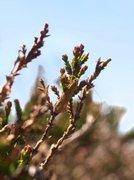 Large Long-horn (Nematopogon swammerdamella)
