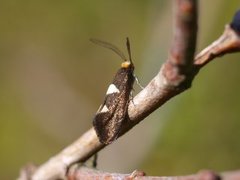 Feathered Bright (Incurvaria masculella)