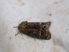 Glaucous Shears (Papestra biren)