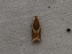 Vikkesigdvikler (Ancylis badiana)