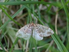 Water Carpet (Lampropteryx suffumata)