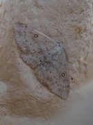 Bjørkeløvmåler (Cyclophora albipunctata)