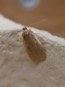 Agonopterix ciliella/heracliana