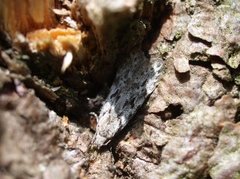 Black-speckled Groundling (Carpatolechia proximella)