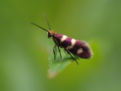 Yellow-barred Gold (Micropterix aureatella)