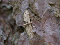 Strekdvergmåler (Eupithecia exiguata)