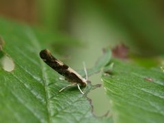 Apple Fruit Moth (Argyresthia conjugella)