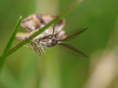 Bordered White (Bupalus piniaria)