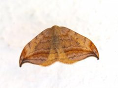 Dusky Hook-tip (Drepana curvatula)
