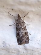 Common Grey (Scoparia ambigualis)