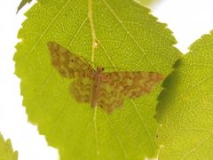 Small Yellow Wave (Hydrelia flammeolaria)