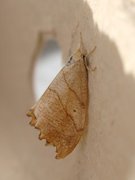 Scalloped Hook-tip (Falcaria lacertinaria)