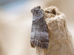 Punkthalvspinner (Ochropacha duplaris)