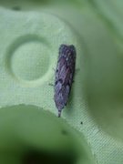 Bee Moth (Aphomia sociella)