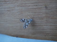 Beautiful China-mark (Nymphula nitidulata)
