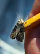 Double Lobed (Lateroligia ophiogramma)