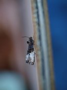 Marbled Orchard Tortrix (Hedya nubiferana)