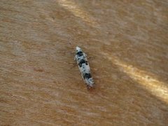 Marbled Bell (Eucosma campoliliana)