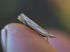 Grass-veneer (Crambus pascuella)