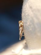 Chequered Grass-veneer (Catoptria falsella)