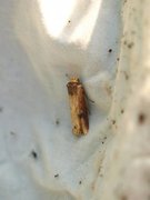 Dobbeltpunktfly (Axylia putris)