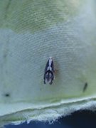Apple Fruit Moth (Argyresthia conjugella)
