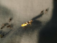 Gold-ribbon Argent (Argyresthia brockeella)