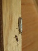 Yellow Satin Veneer (Crambus perlella)