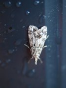 Common Grey (Scoparia ambigualis)