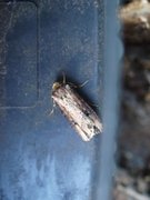 Flame (Axylia putris)