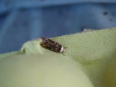 White-shouldered House Moth (Endrosis sarcitrella)