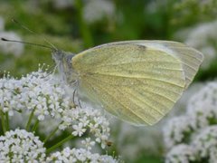 Stor kålsommerfugl (Pieris brassicae)