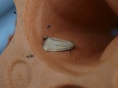 Small Dotted Buff (Photedes minima)