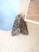 Marbled Minor (Oligia strigilis)