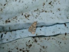 Common Grey (Scoparia ambigualis)