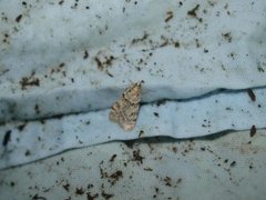 Junimosemott (Scoparia ambigualis)