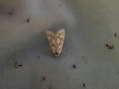 Beautiful China-mark (Nymphula nitidulata)